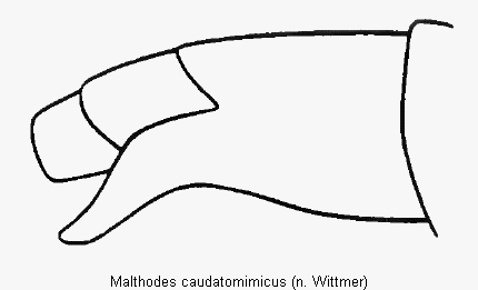 malthodes_caudatomimicus_hlb.gif