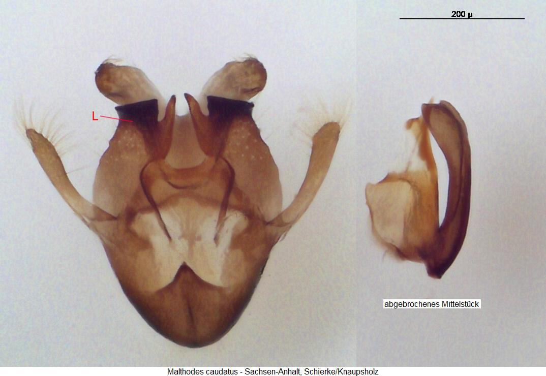 malthodes_caudatus.jpg