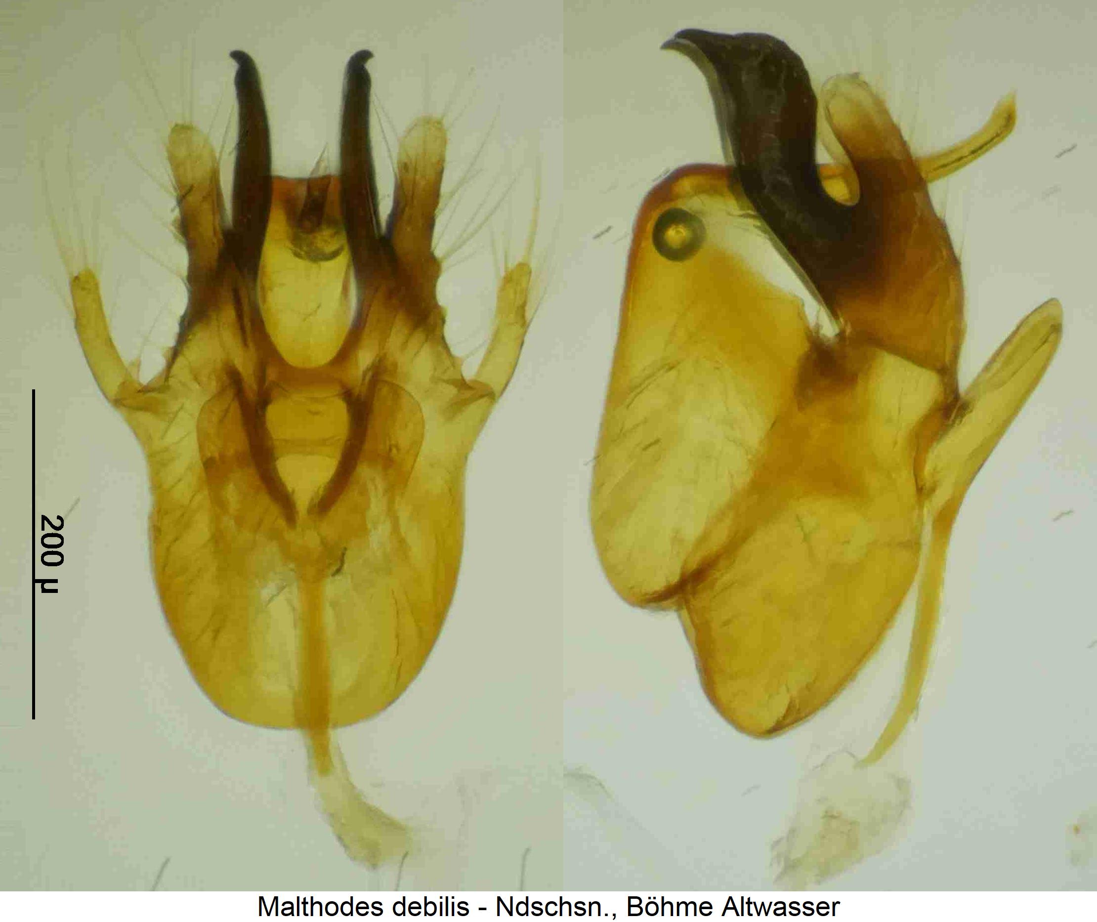 malthodes_debilis.jpg