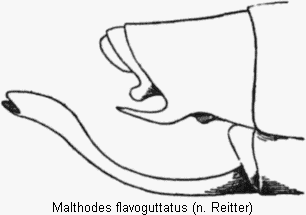 malthodes_flavoguttatus_hlb.gif