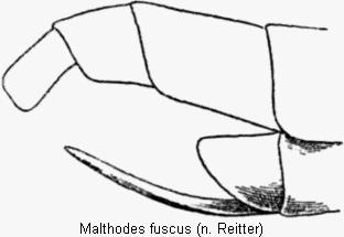 malthodes_fuscus_hlb.gif