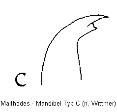 malthodes_mand_c.gif
