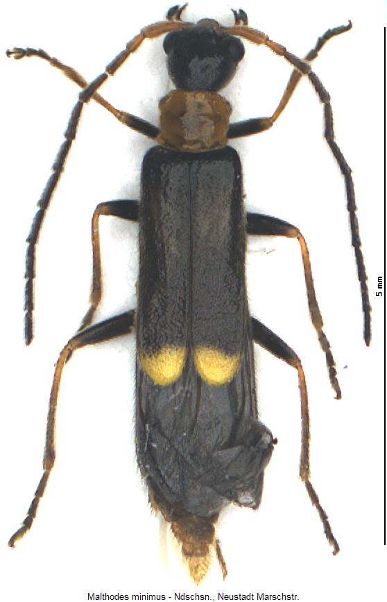 malthodes_minimus_hab.jpg
