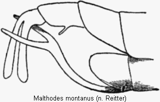 malthodes_montanus_hlb.gif