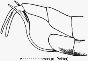 malthodes_pumilus_hlb.gif
