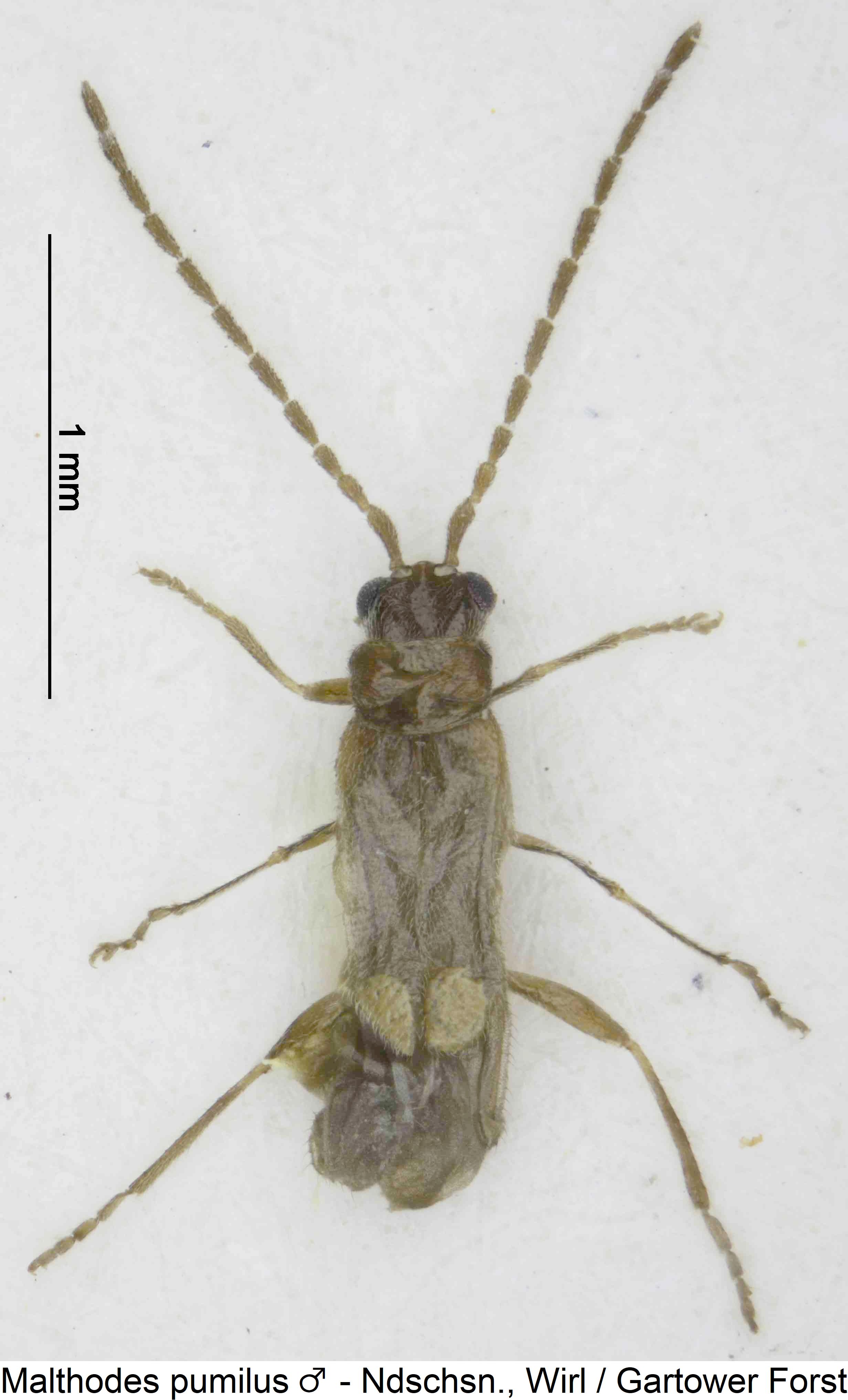 malthodes_pumilus_m_hab.jpg