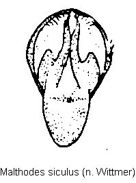 malthodes_siculus.gif