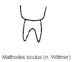 malthodes_siculus_ter.gif