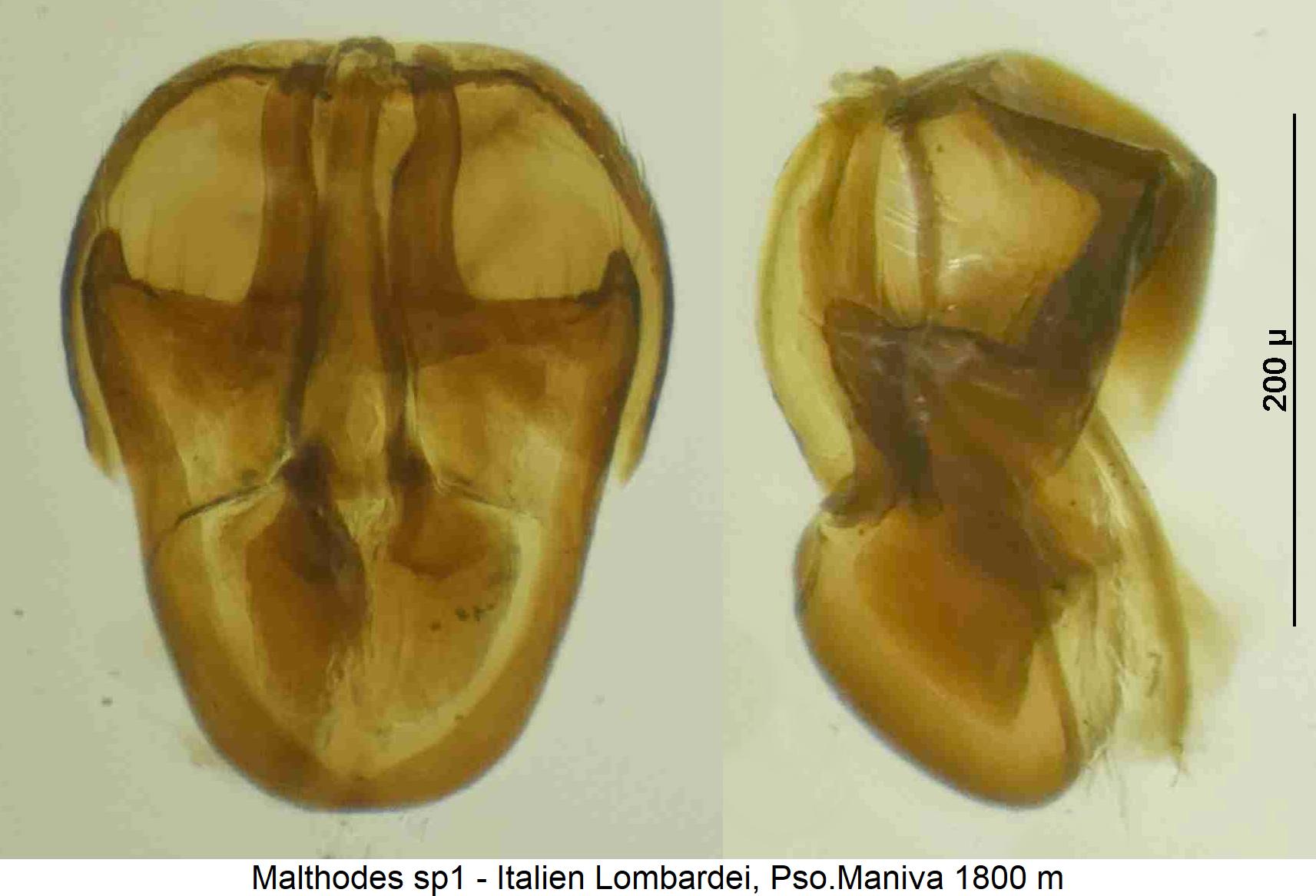malthodes_sp1.jpg