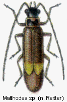 malthodes_sp_rtt.gif