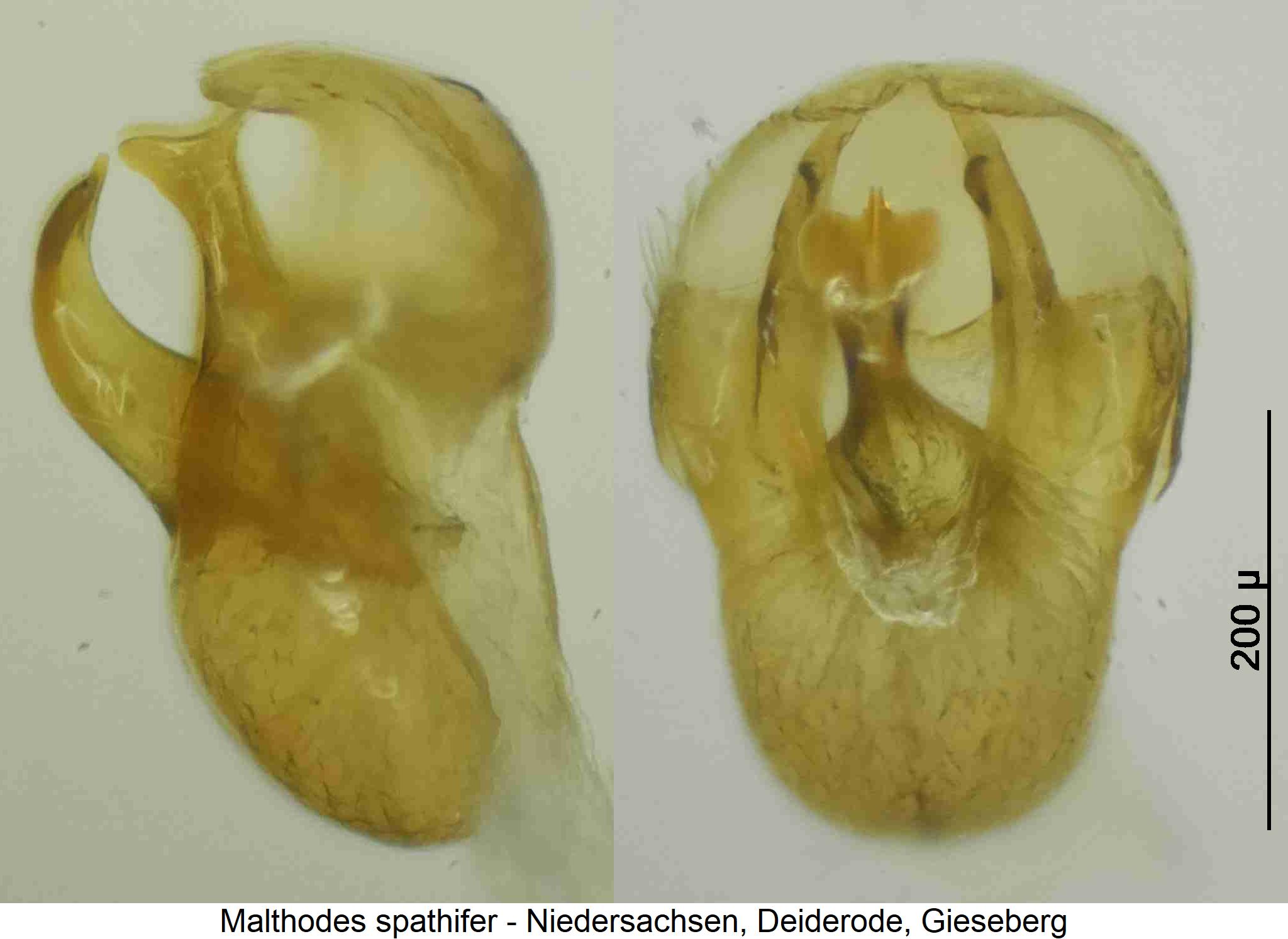 malthodes_spathifer.jpg
