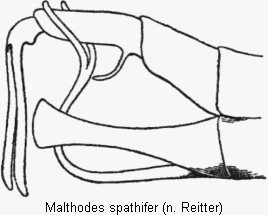 malthodes_spathifer_hlb.gif