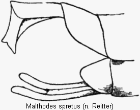 malthodes_spretus_hlb.gif