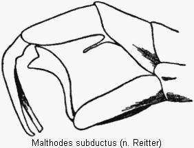 malthodes_subductus_hlb.gif