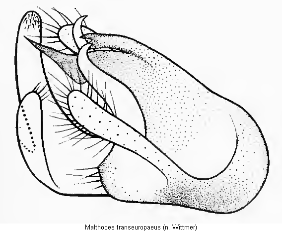 malthodes_transeuropaeus.gif