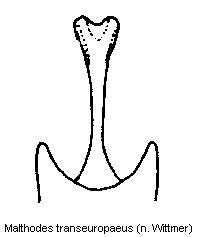 malthodes_transeuropaeus_ster.gif