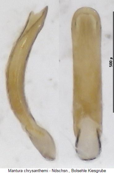 mantura_chrysanthemi.jpg