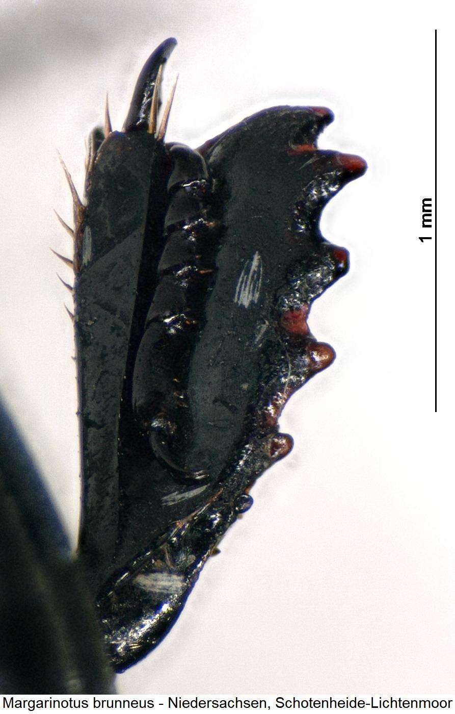margarinotus_brunneus_vschn.jpg