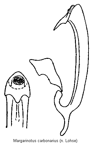 margarinotus_carbonarius.gif