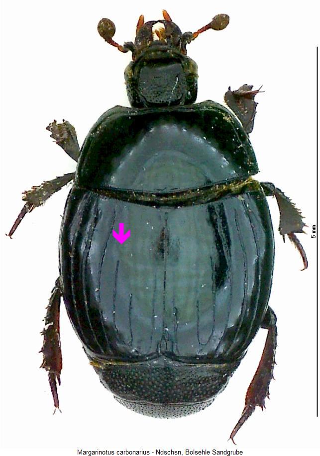 margarinotus_carbonarius_hab.jpg
