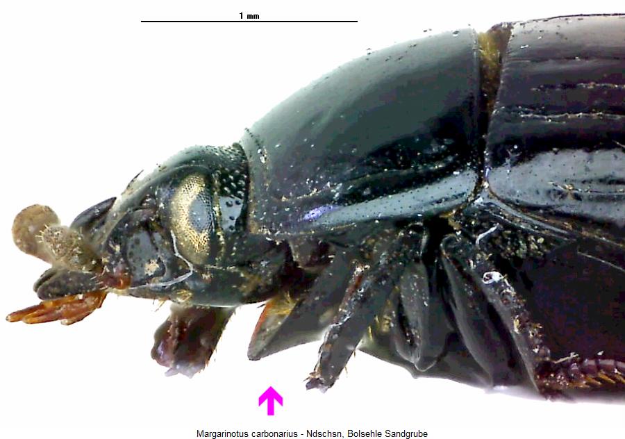 margarinotus_carbonarius_sa.jpg