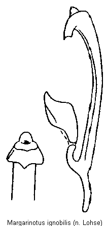 margarinotus_ignobilis.gif