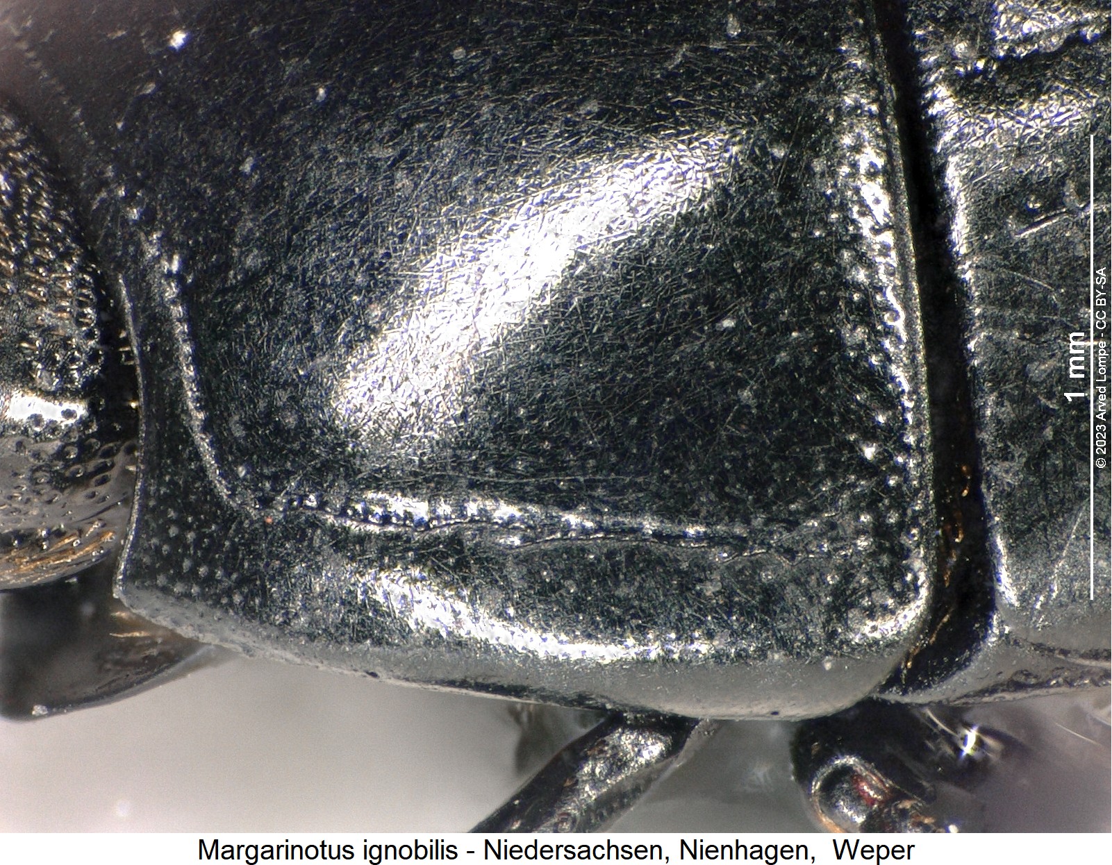 margarinotus_ignobilis_hsch.jpg