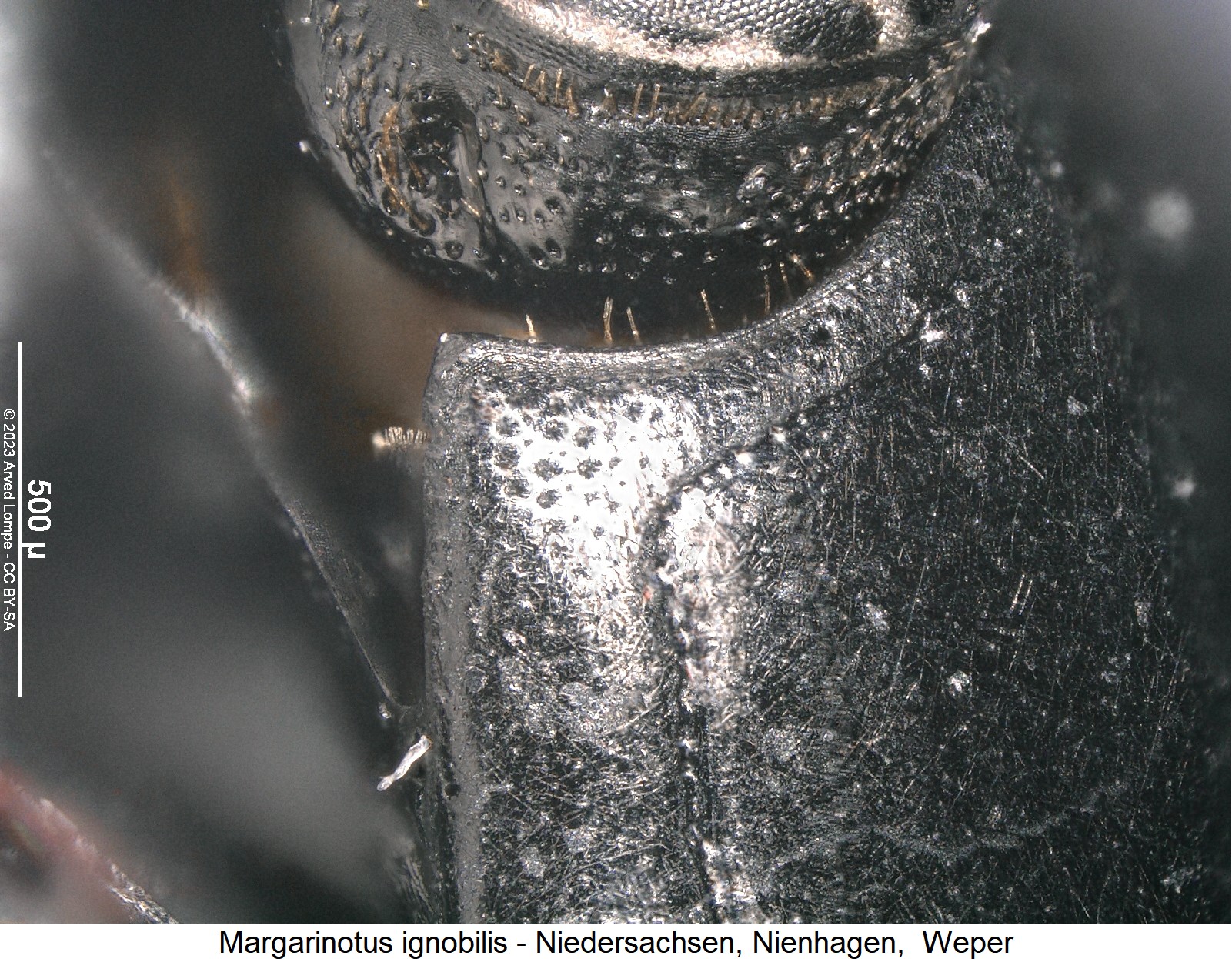 margarinotus_ignobilis_hsch_ms.jpg