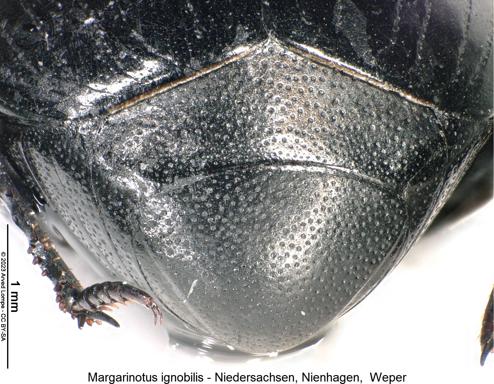margarinotus_ignobilis_pyg.jpg