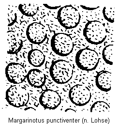 margarinotus_punctiventer_pyg.gif