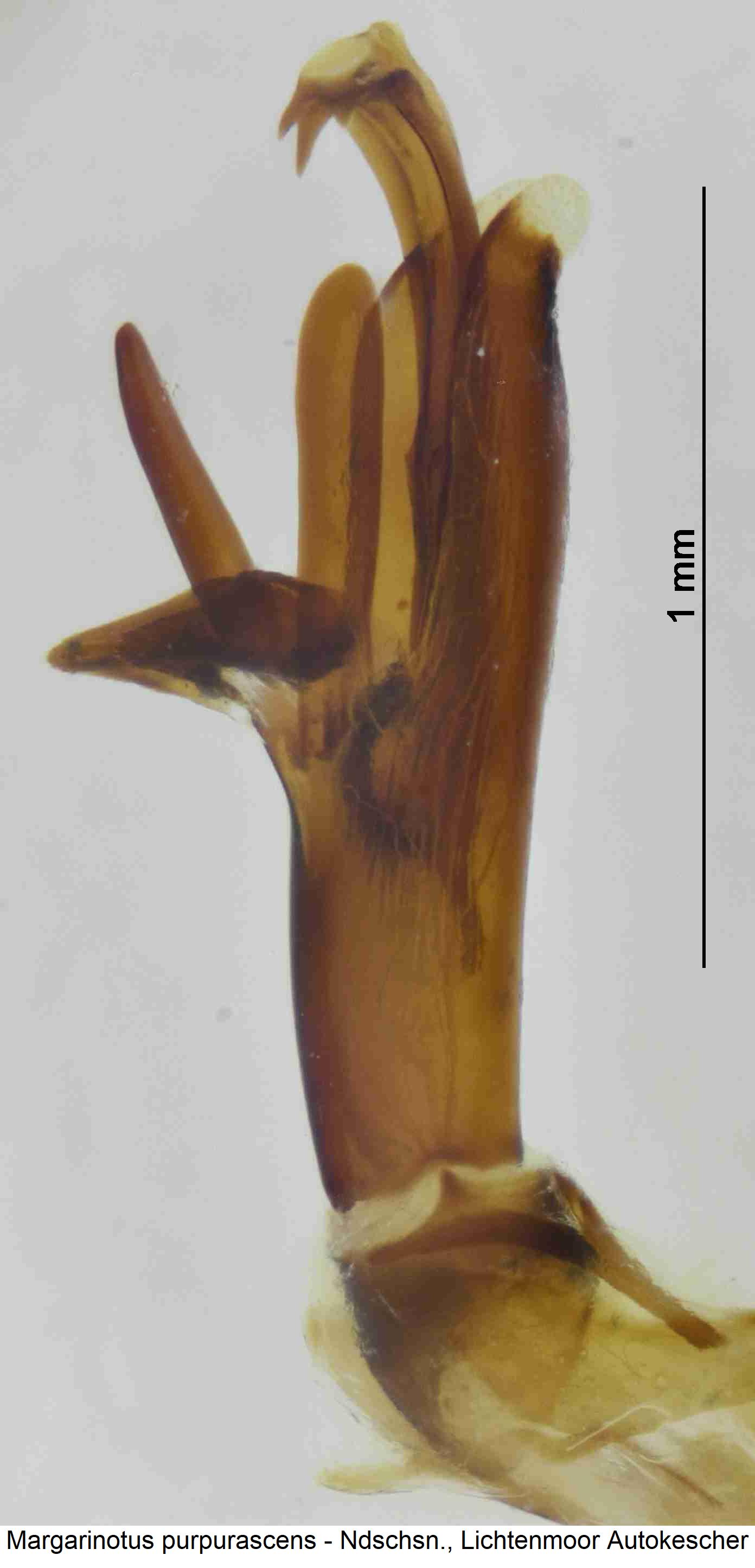 margarinotus_purpurascens.jpg