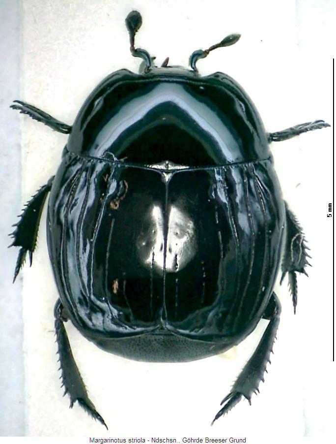 margarinotus_striola_hab.jpg