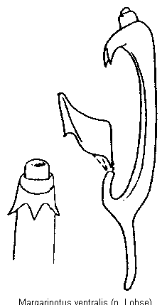 margarinotus_ventralis.gif