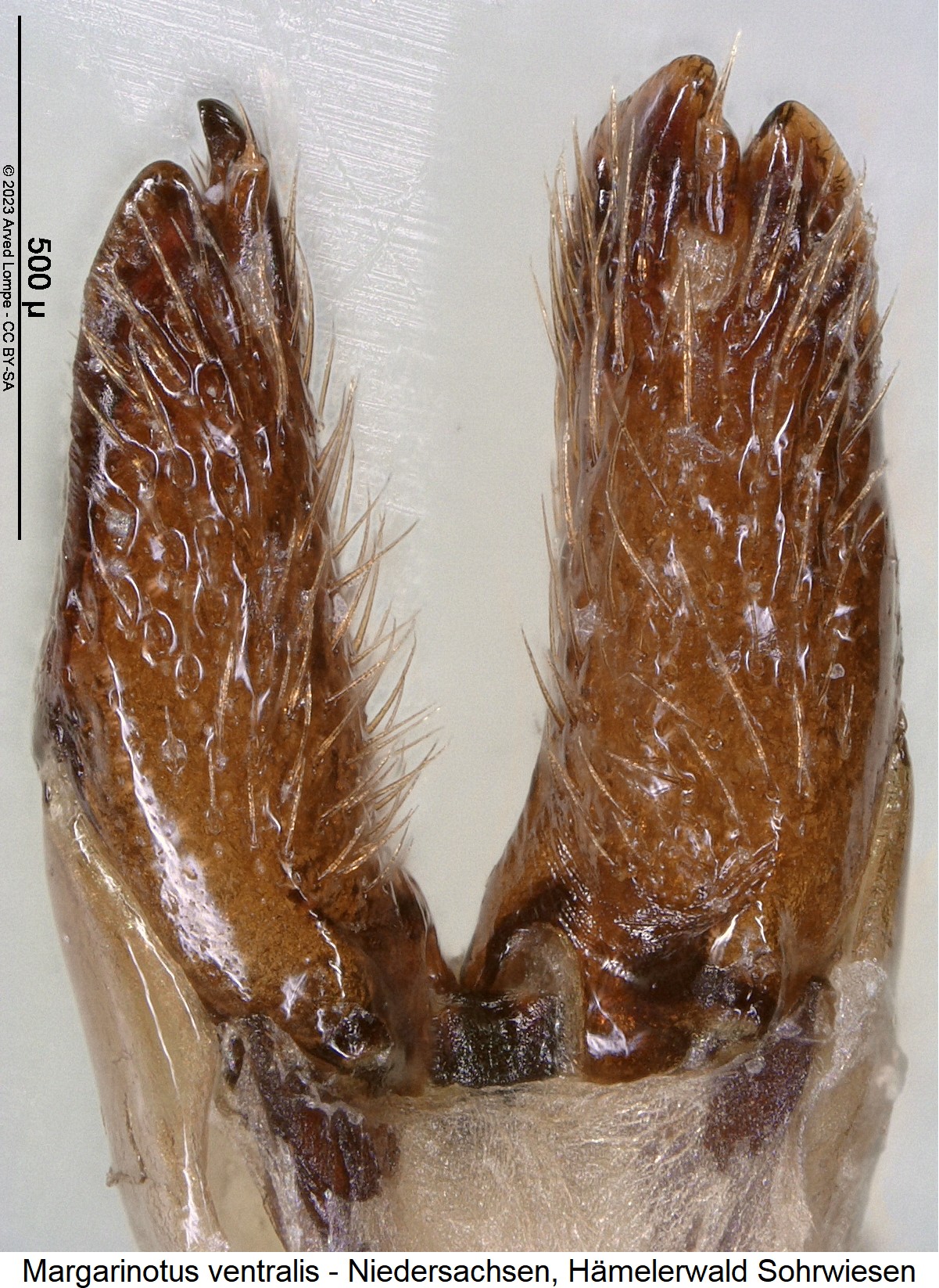 margarinotus_ventralis_ovi.jpg