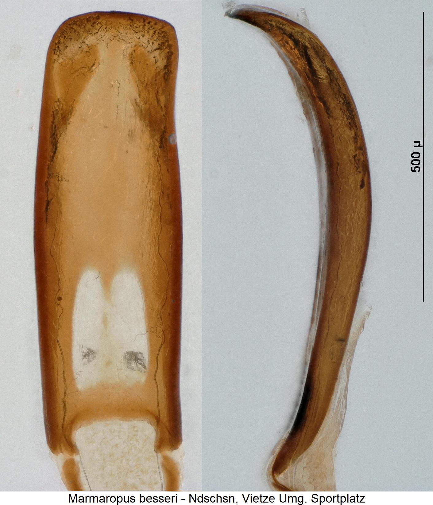 marmaropus_besseri.jpg