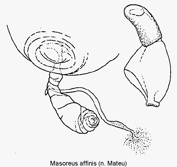 masoreus_affinis_ovi.gif