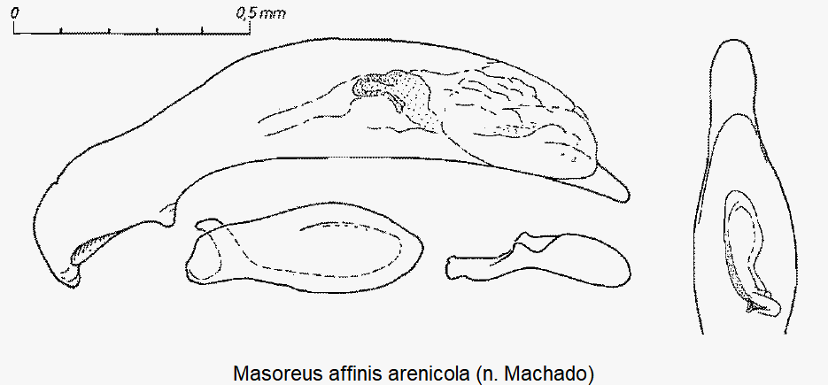 masoreus_arenicola1.gif