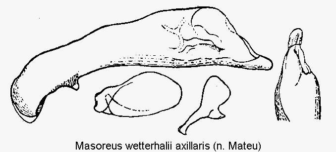 masoreus_axillaris.gif