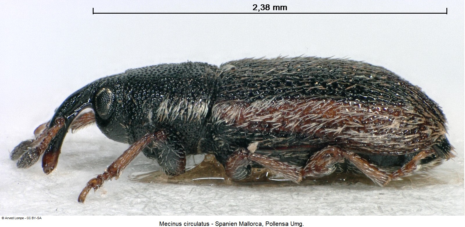 mecinus_circulatus_ck15293_sa.jpg