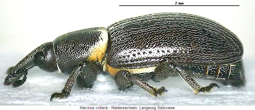 mecinus_collaris_sa.jpg