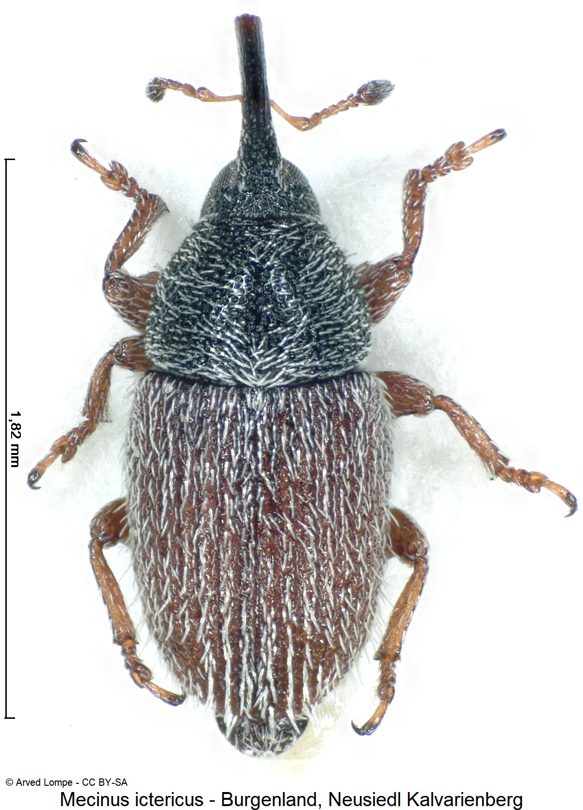 mecinus_ictericus_ck15301_hab.jpg