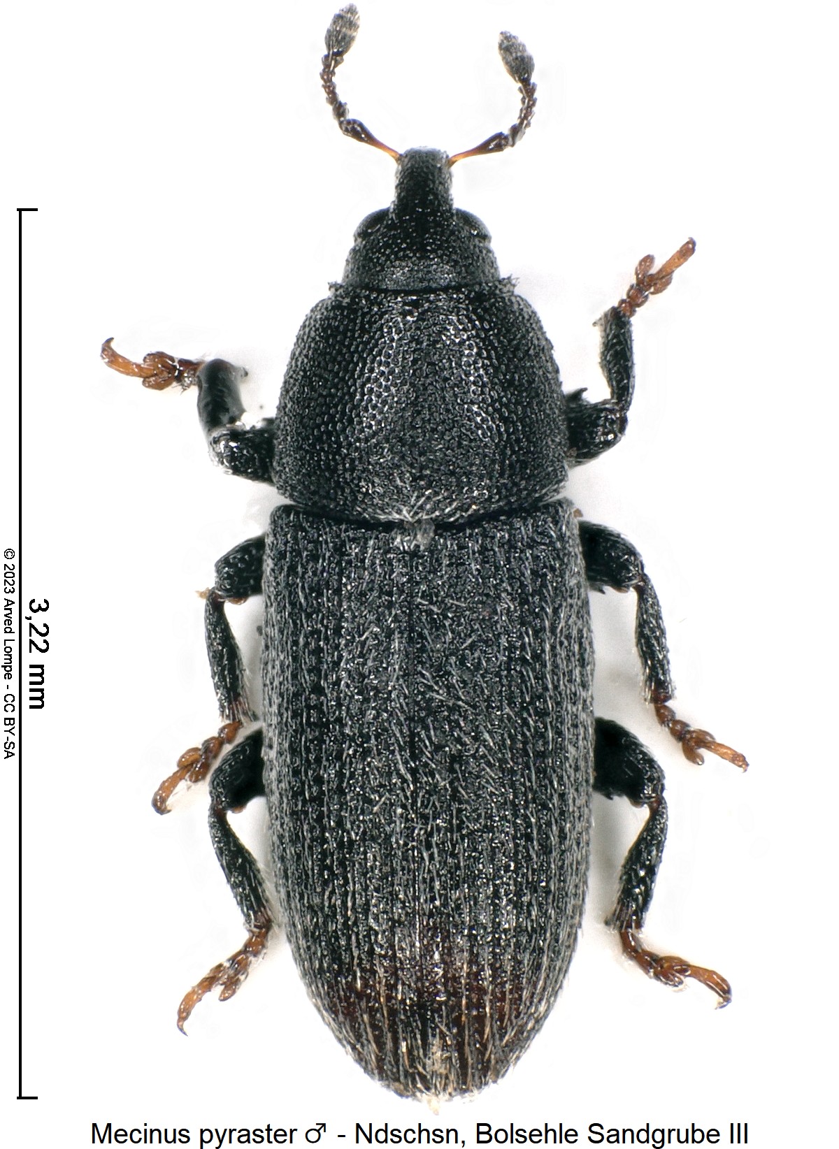 mecinus_pyraster_m_hab.jpg