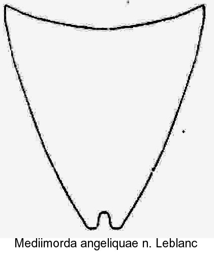 mediimorda_angeliquae_hypopygidium.jpg
