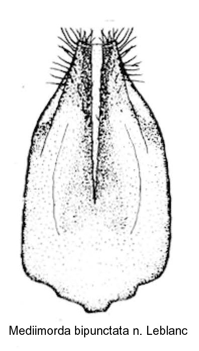 mediimorda_bipunctata_urosternit.jpg