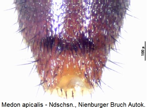 medon_apicalis_hlb.jpg