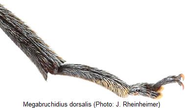 megabruchidius_dorsalis_hschn.jpg