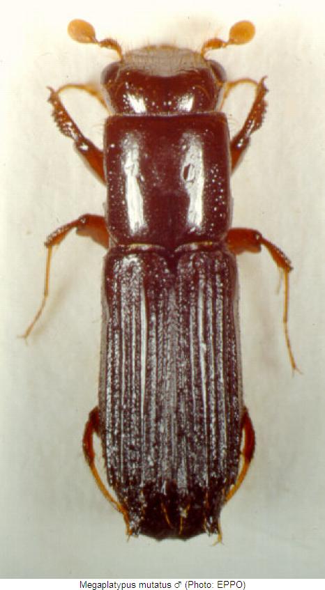 megaplatypus_mutatus_m_hab.jpg