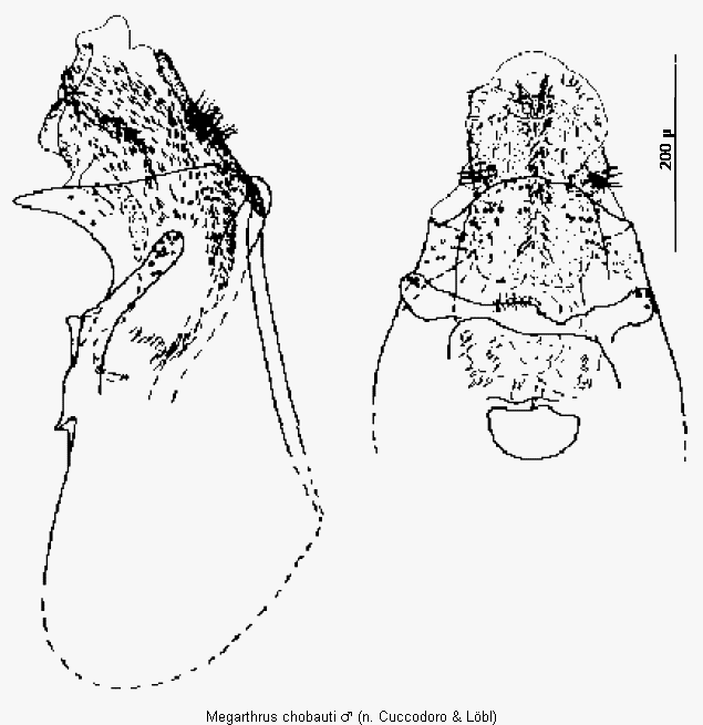 megarthrus_chobauti.gif