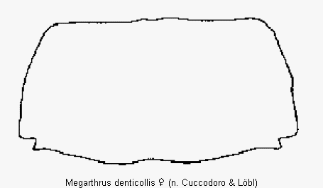 megarthrus_denticollis_hsch1.gif