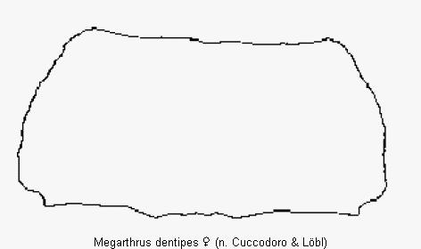 megarthrus_dentipes_hsch.gif